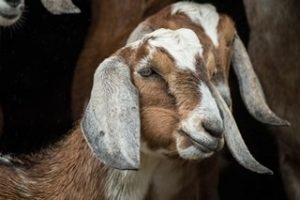 One year old African Nubian goats