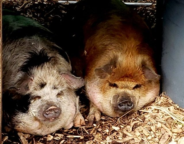 Spotted Ginger Kunekune